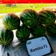 Ромина F1 семена арбуза среднесп. 12-14 кг (Cora Seeds)