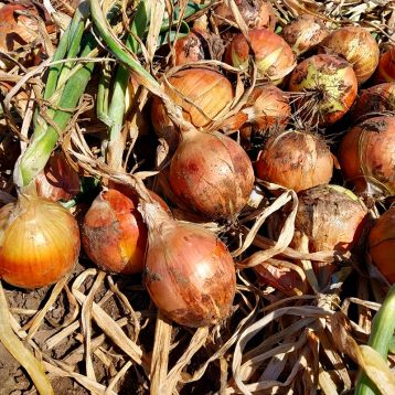 Сандра F1 (Амбрадор F1) семена лука репчатого среднего 115-120 дн. (Cora Seeds)