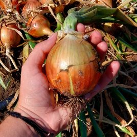 Брилон F1 (CRX 2314 F1) семена лука репчатого среднего (Cora Seeds)