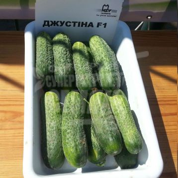Джустіна F1 насіння огірка партенокарп. (Bayer Nunhems)