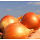 Брунекс семена лука репчатого длинного дня 105-110 дн окр 120-150 гр (Wing Seed)