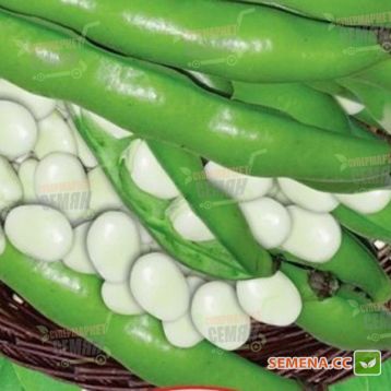 Тричі біле насіння бобів середніх 80-90 дн. (GL Seeds)