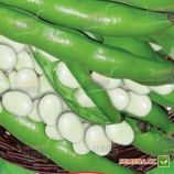Трижды белые семена бобов средних 80-90 дн. (GL Seeds)