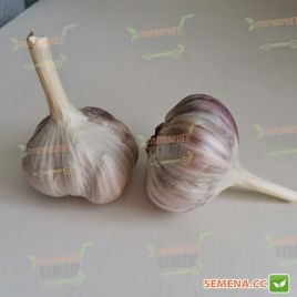 Ирен чеснок (Украина)