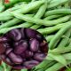 Экстра Грано Виолетто семена бобов (GL Seeds)