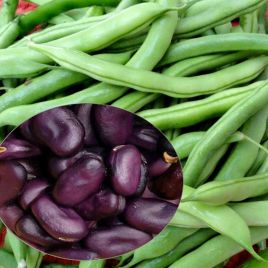 Экстра Грано Виолетто семена бобов (GL Seeds)