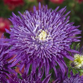 Айстра Сі Старлет фіолетова (Purple)