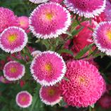 Айстра Хай-но-мару