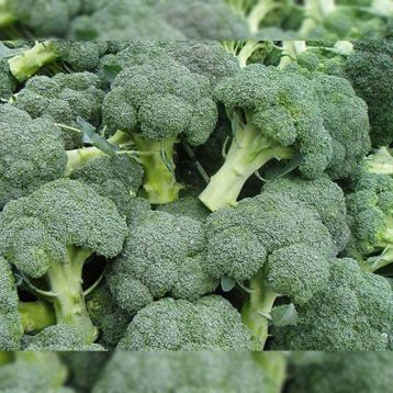 Калабрезе семена капусты брокколи среднеранней 90-100 дн. 0,35-0,4 кг (Satimex СДБ)