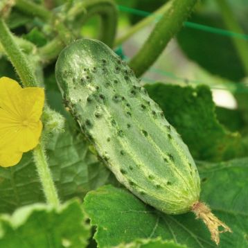 Круиз F1 семена огурца корнишона пчелооп. среднераннего 49-52 дн.8-10 см (Украина СДБ) 