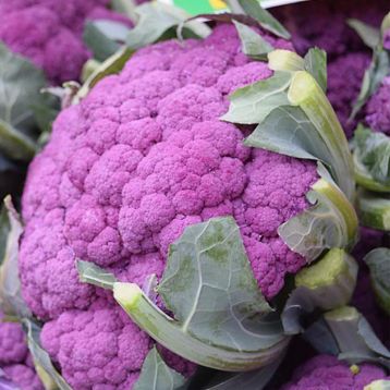 Вайлет Стар насіння капусти цвітної поздньої (Satimex СДБ)