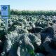 Виратоба F1 семена капусты савойской поздней 135-140 дн. до 2,5 кг (Syngenta)