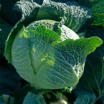Виратоба F1 семена капусты савойской поздней 135-140 дн. до 2,5 кг (Syngenta)
