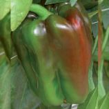 Асканио F1 семена перца сладкого тип Блочный 350-450 гр.14х12 см 10 мм зел./красн. (SAIS)