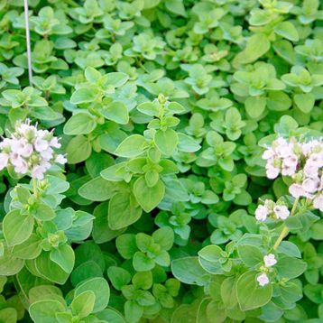 Мариетта семена майорана (орегано) (SAIS)
