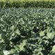 Бесті насіння капусти брокколі (Syngenta)