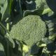 Бесті насіння капусти брокколі (Syngenta)
