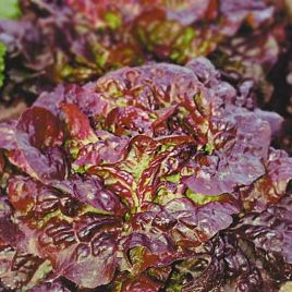 Четыре сезона семена салата среднего 70 дн. красн. (Hortus)