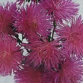 Астра Валькирия розовая (Pink)