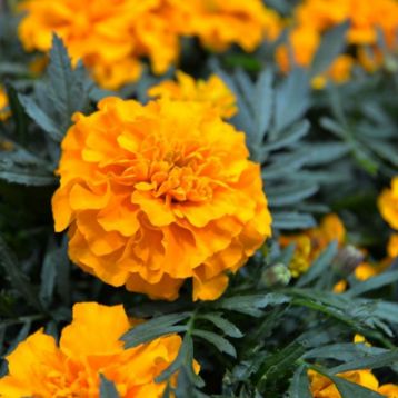 Чорнобривці Супер герой помаранчеві (Orange) 