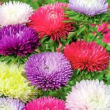 Айстра Бордюрні красуні