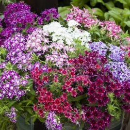 Бристоль Формула Микс (Formula Mixed) семена флокса (Kitano Seeds)