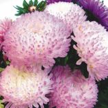 Астра Роза Турм