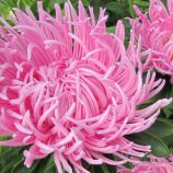 Айстра Шиншила Краллен