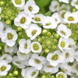 Алісум Істе Боннет білий (white)