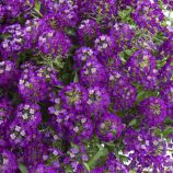 Алиссум Исте Боннет фиолетовый (Purple)
