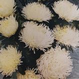 Айстра Дрегон кремово-біла