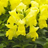 Снептіні F1 жовтий (yellow) насіння антирринуму (Syngenta)