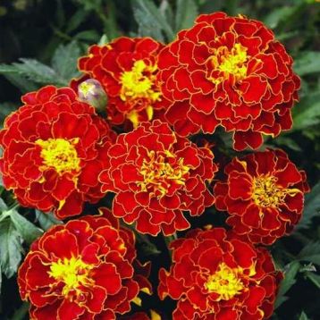 Червона брокада насіння чорнобривців (GL Seeds)