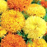 Фантастик Микс семена бархатцев (GL Seeds)