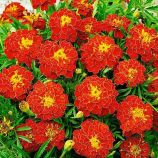 Черрі Леді насіння чорнобривців (GL Seeds)