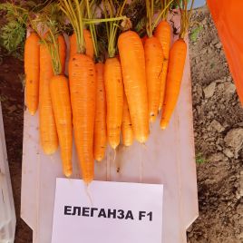 Морква Елеганс F1