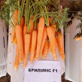 Морковь Брилианс F1 