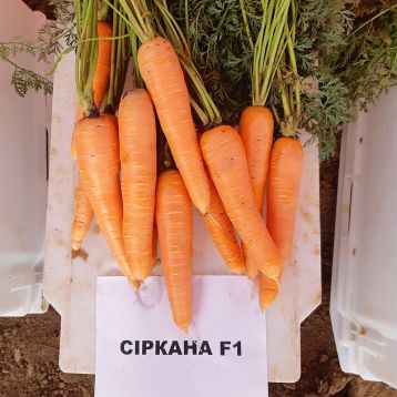  Морква Сіркана F1 