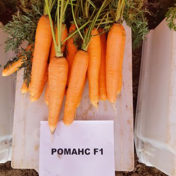 Морква Романс F1