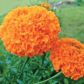 Бархатцы Купидон оранжевые (Orange)