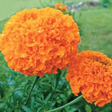 Чорнобривці Купідон помаранчеві (Orange)