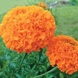 Чорнобривці Купідон помаранчеві (Orange)