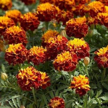 Чорнобривці Супер герой оранжеві з вічком 