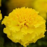 Бархатцы Хот Пак Голд