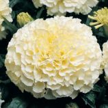 Килиманджаро F1 семена бархатцев 35-40см (GL Seeds)