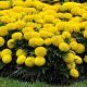 Чорнобривці Купідон жовті 