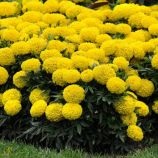 Чорнобривці Купідон жовті 