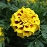 Супер герой желтые с темн. глазком семена бархатцев однол. 15-20см (Benary)