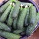 Тайгер F1 насіння огірка корнішона партенокарп. раннього 13-14 см (Takii Seeds)
