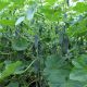 Тайгер F1 семена огурца корнишона партенокарп. раннего 13-14 см (Takii Seeds)